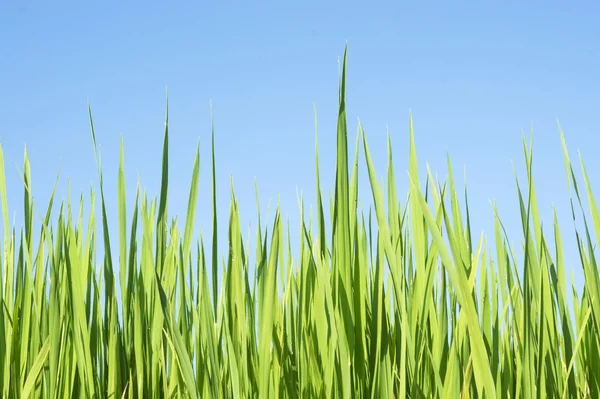 Groen gras, blauwe hemel — Stockfoto