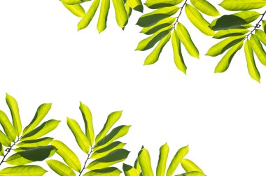 çerçeve yaprakları