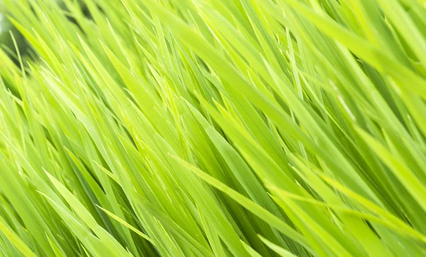 Grass isolate — Stock Photo, Image