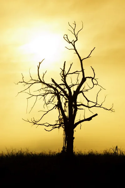 Silhouetted dead tree — Stock Photo, Image