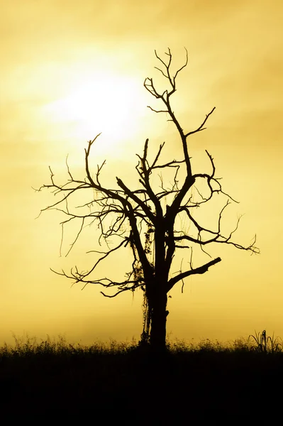 Árbol muerto silueta Fotos De Stock