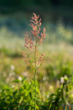 Sabah vadisinde Rus rıhtımının çiçeği (Rumex confertus)