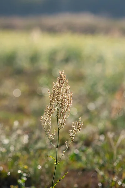 Flower Russian Dock Rumex Confertus Morning Valley — Stock Photo, Image