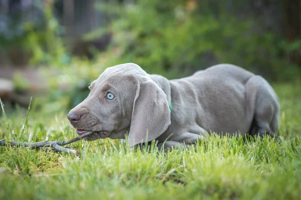 Porträtt av söt weimaraner valp hund ras i parken är lekfull. — Stockfoto