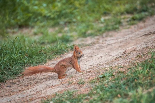 Esquilo vermelho Sciurus vulgaris no chão na floresta de outono — Fotografia de Stock
