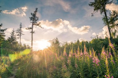 Göz kamaştırıcı çiçekler ve güneş ışınları, parlak mavi gökyüzü arkaplanı Güzel doğa arkaplanı ve kopyalama alanı