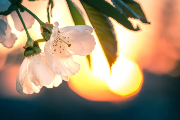 Ветвь цветения сакуры под закатом с факелами на заднем плане — стоковое фото