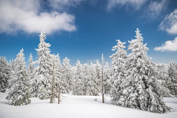 Majestätische weiße Fichten leuchten im Sonnenlicht vor dunkelblauem Himmel. Herrliche Winterszene. Ort Tschechische Republik, Riesengebirge. Stockfoto