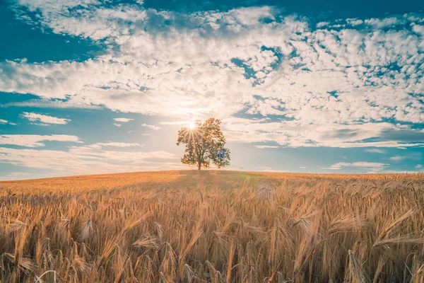 Arbre solitaire dans le champ de blé et d'orge dans le paysage estival sous le ciel bleu Image En Vente