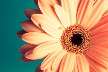 mavi bir arka plan üzerinde güzel pembe gerbera.