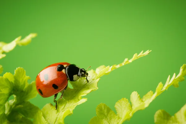 Niza mariquita en hojas sobre fondo verde . — Foto de Stock