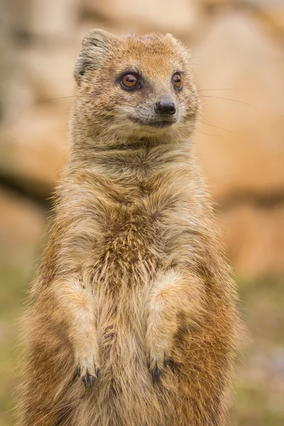 Mongoose standing and staring. — Stock Photo, Image