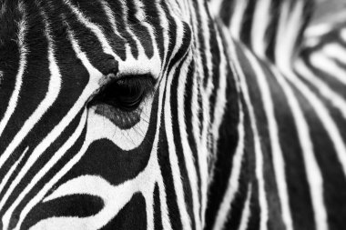 Zebra close up. clipart