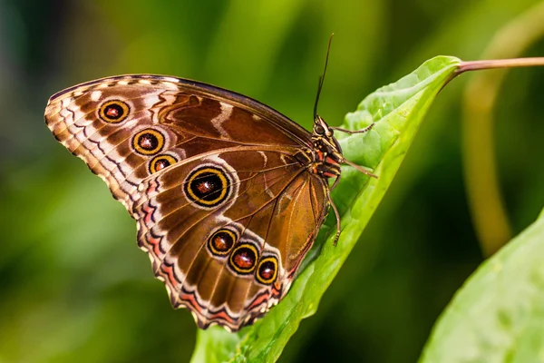 Schöner tropischer Schmetterling. — Stockfoto