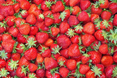 Çilek doku - dolu çerçeve