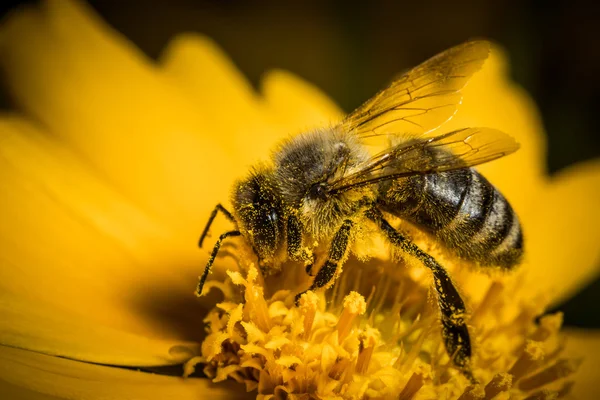 Nice little bee working on a yellow blossom — Stock Photo, Image