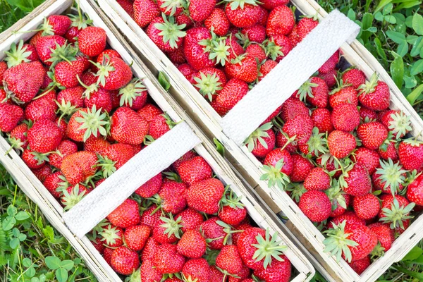 Dos cestas llenas de fresas maduras — Foto de Stock