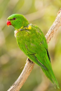 Vahşi güzel yeşil papağan