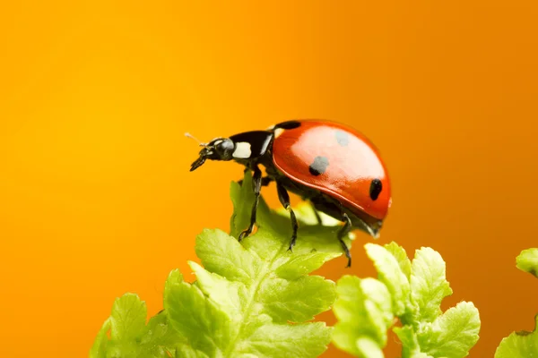 Bonita mariquita sobre helecho sobre fondo naranja — Foto de Stock