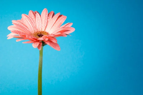 Ładny różowy gerbera na niebieskim tle — Zdjęcie stockowe