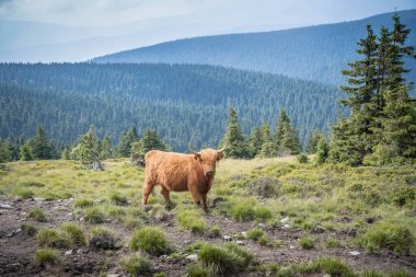 Çek Cumhuriyeti 'nin Jeseniky Dağları' ndaki orman ve tepelerle kaplı dağ çayırında duran dağ sığırları.