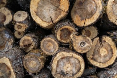 Odunlukta odun yığını var. Yaşlanmış kereste. Desen