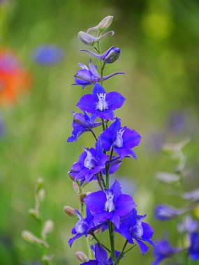 Çimenlerde mavi bir yıllık larkspur (Consolida ajacis)