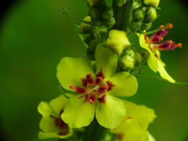Siyah Mullein çiçeğinin süper makrosu (verbascum nigrum)