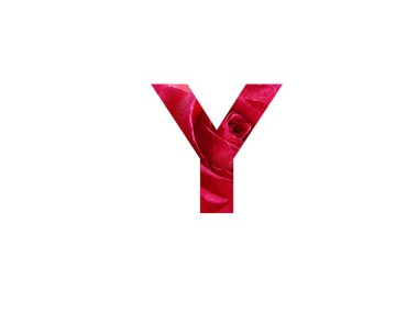Alfabedeki Y harfi, beyaz arkaplanda izole edilmiş kırmızı bir gülün fotoğrafıyla yapılmış.