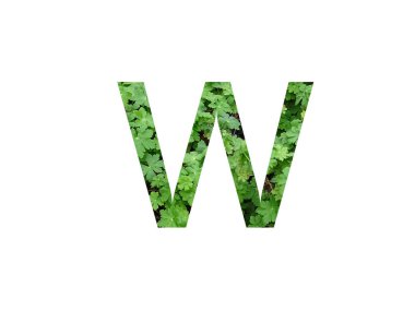 Sardunya bitkisinin yeşil yaprağından yapılan alfabenin W harfi, beyaz arkaplanda izole edilmiş.