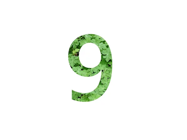 Numer Alfabetu Wykonanego Zielonego Liścia Geranium Wyizolowanego Białym Tle — Zdjęcie stockowe