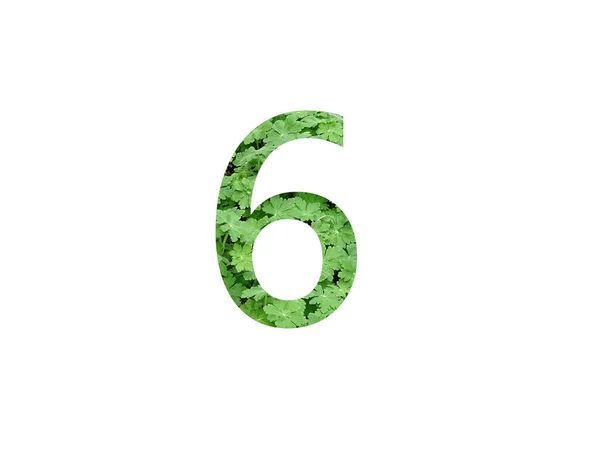 Nummer Des Alphabets Mit Grünem Blatt Der Geranienpflanze Isoliert Auf — Stockfoto