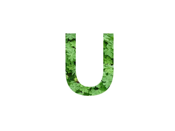 Lettre Alphabet Faite Avec Une Feuille Verte Géranium Isolée Sur — Photo