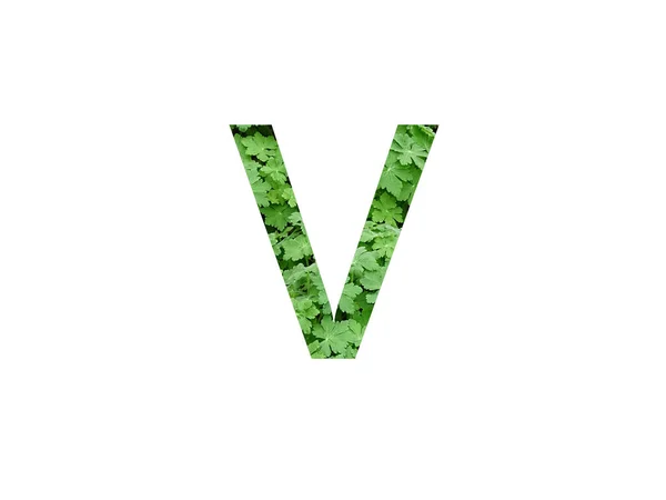 Letter Alphabet Made Green Leaf Geranium Plant Isolated White Background — Stock Photo, Image
