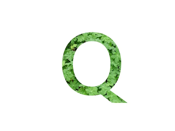 字母Q 用天麻青叶制成 用白色背景隔开 — 图库照片