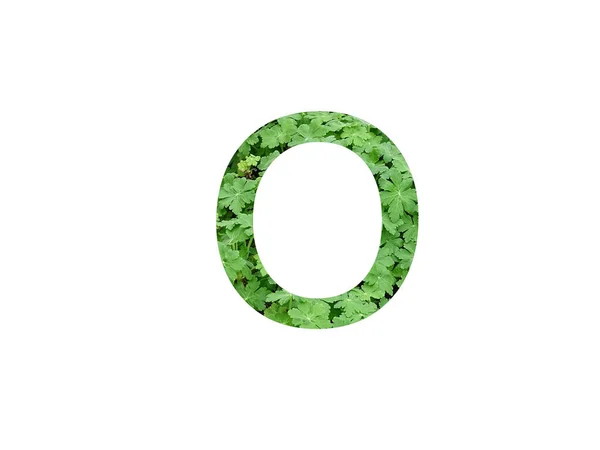 Písmeno Abecedy Zeleným Listem Rostliny Muškát Izolované Bílém Pozadí — Stock fotografie