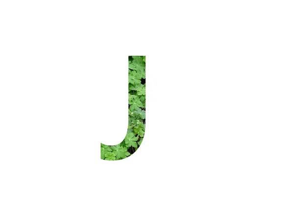 Letra Alfabeto Feito Com Folha Verde Planta Gerânio Isolado Sobre — Fotografia de Stock