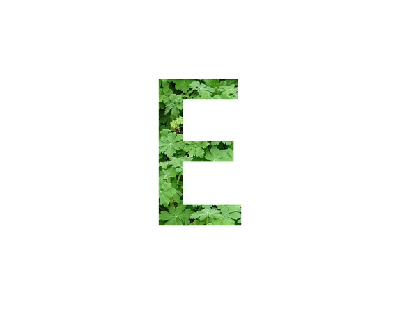 文字Eは白地に分離されたゼラニウム植物の緑の葉で作られたアルファベット — ストック写真