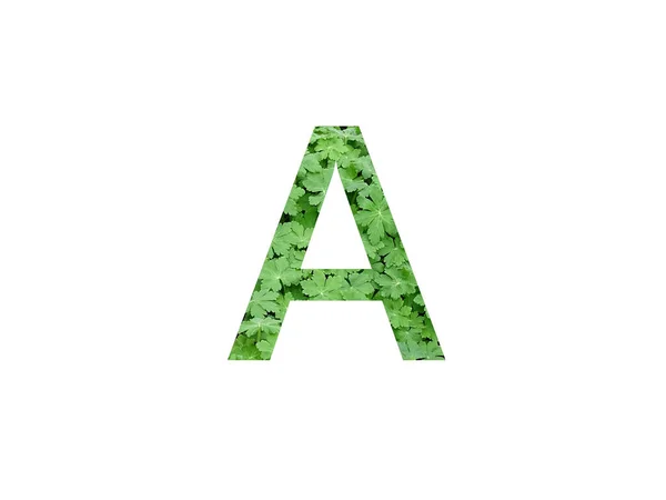 Letter Alphabet Made Green Leaf Geranium Plant Isolated White Background — Stock Photo, Image