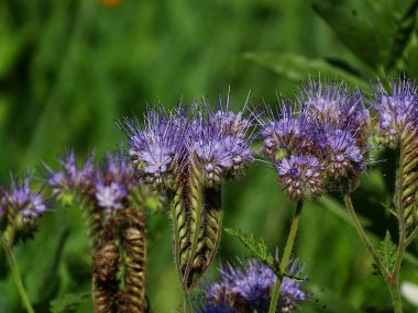 Sebze bahçesinde Phacelia 'nın mor çiçeği