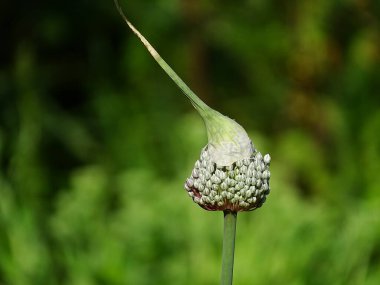Sebze bahçesinde yeşil arka planda başka bir şapkayla çiçek açan bir pırasa.