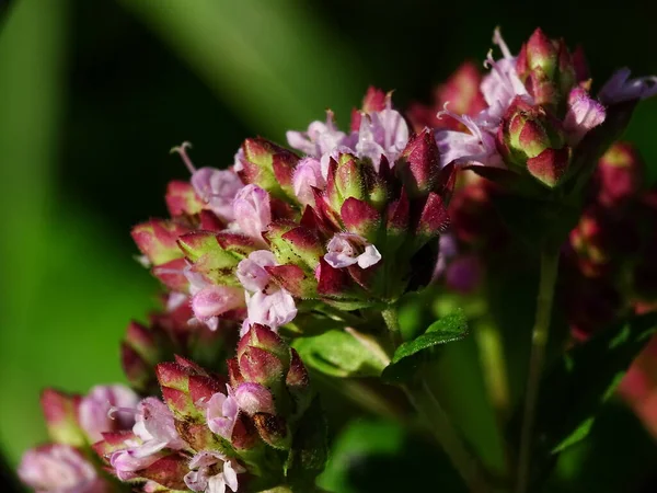 Macro Una Flor Rosa Mejorana Silvestre Origanum Vulgare Con Fondo —  Fotos de Stock