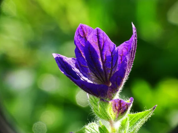 Makro Szałwii Różnobarwnej Salvia Viridis Zielone Niewyraźne Tło — Zdjęcie stockowe