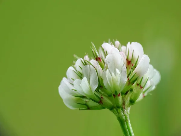 Primo Piano Trifoglio Bianco Trifolium Repens Con Sfondo Verde — Foto Stock