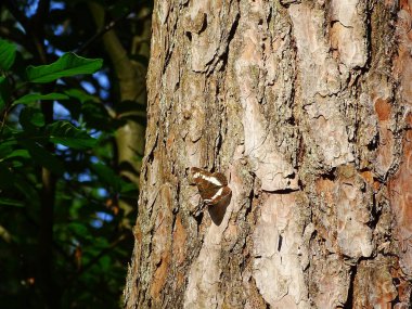 bir kelebek; küçük kral kelebeği (ladoga camilla) bir çam ağacının çatalında oturuyor