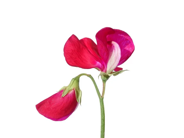 Een Roze Lathyrus Odoratus Geïsoleerd Een Witte Achtergrond — Stockfoto