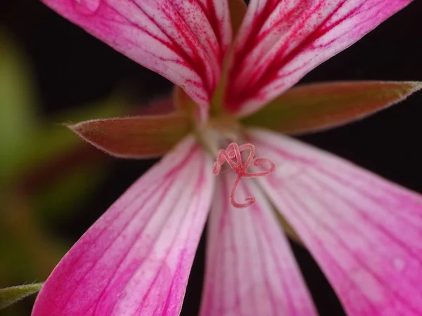 Super Macro Uma Flor Gerânio Pendurado Rosa Pelargonium Peltatum Com — Fotografia de Stock