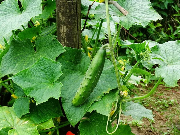 野菜の庭の植物で成長しているキュウリ キュウリの花とキュウリの緑の葉 オープングラウンドで — ストック写真