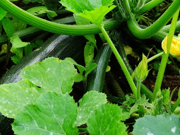 Zucchine Crescono Sulla Pianta Zucchine Nell Orto Piena Terra Con — Foto Stock