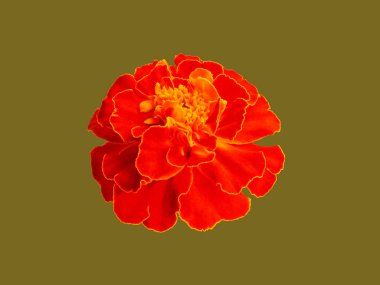 Yaprakların üzerinde sarı kenarı olan turuncu kadife çiçeği (tagetes)